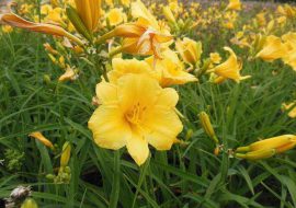 金娃娃萱草[大花萱草]